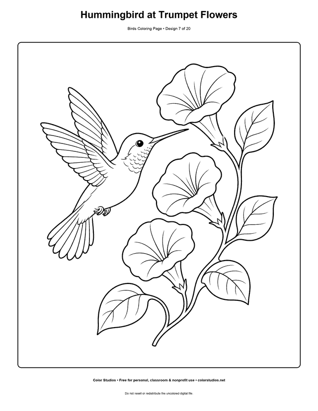 Hummingbird at Trumpet Flowers printable bird coloring page for kids.