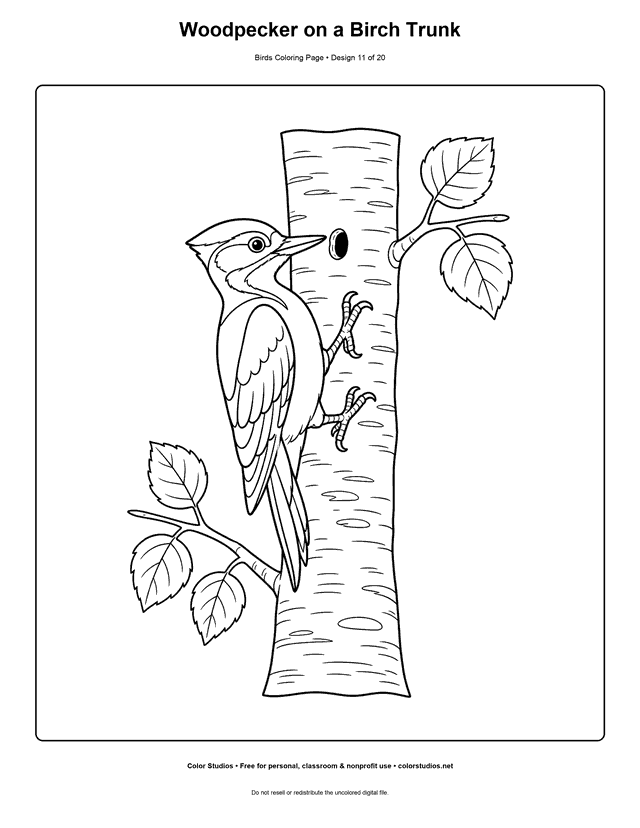 Woodpecker on a Birch Trunk printable bird coloring page for kids.
