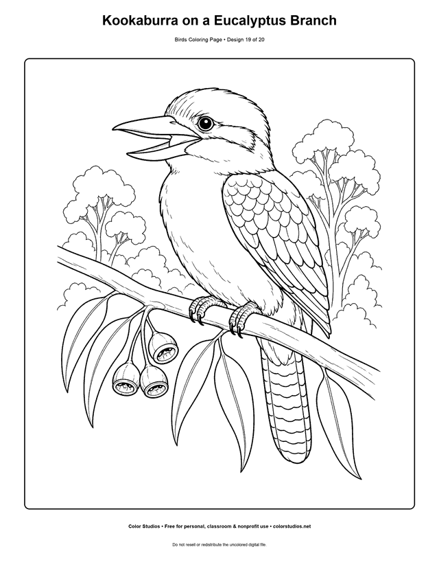 Kookaburra on a Eucalyptus Branch printable bird coloring page for kids.