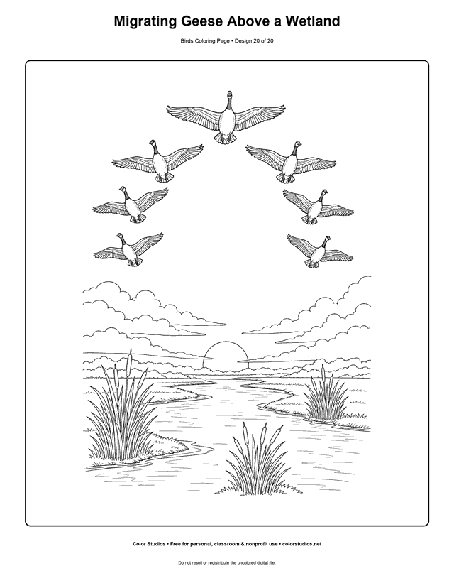 Migrating Geese Above a Wetland printable bird coloring page for kids.