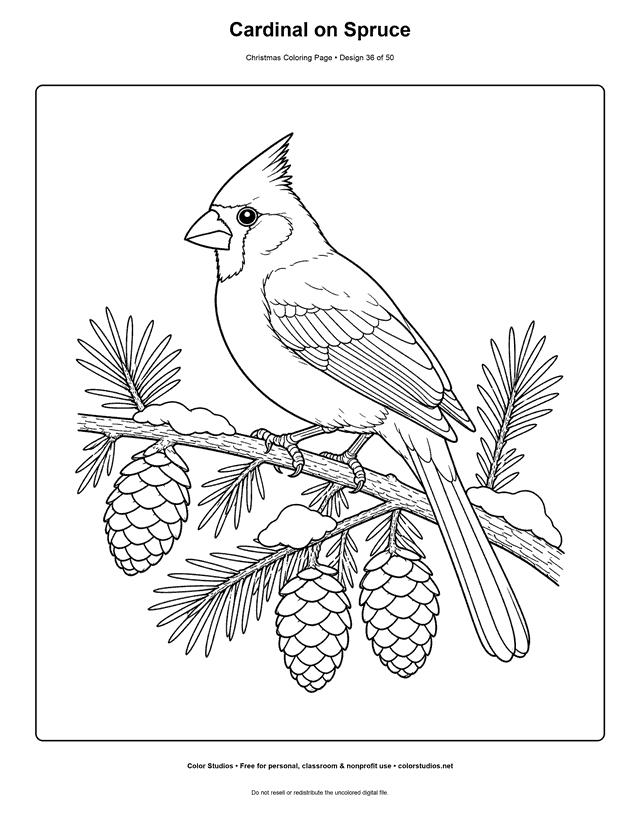 Cardinal perched on a spruce branch with pinecones coloring page.