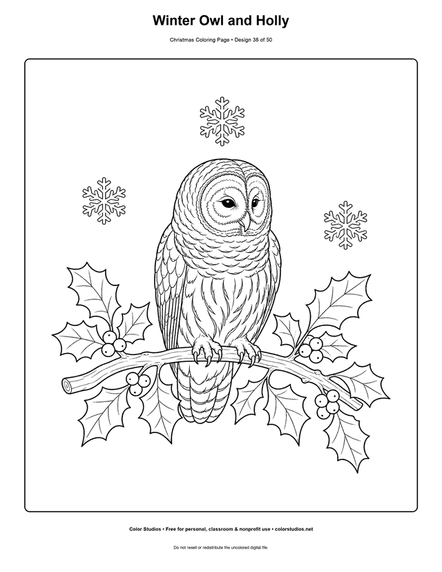 Barred owl perched on a holly branch in falling snow coloring page.