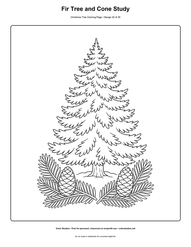 Fir Christmas tree with branch and cone study coloring page.