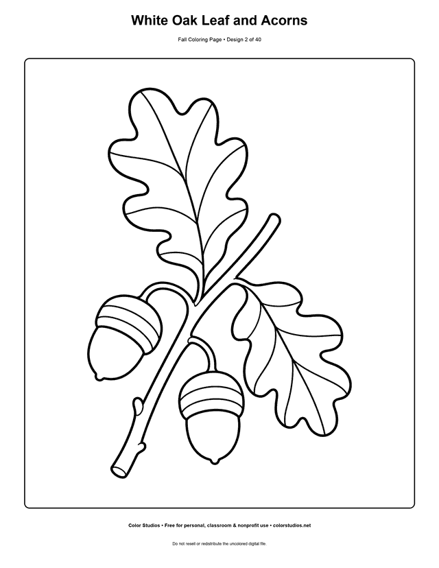 White oak twig with two rounded leaves and two acorns coloring page.