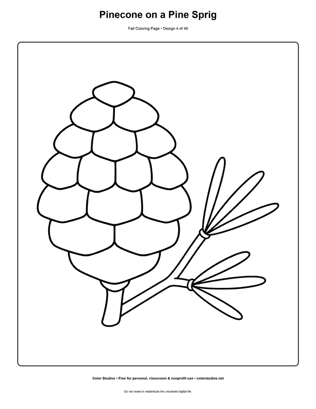 Large pinecone beside two connected pine sprigs coloring page.