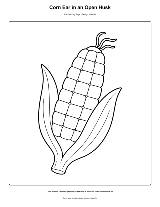 Ear of corn with its attached husk opened to show broad kernel rows coloring page.