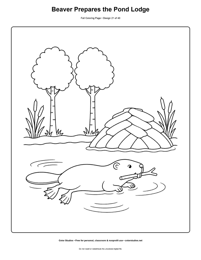 Beaver carrying a branch toward its pond lodge in autumn coloring page.