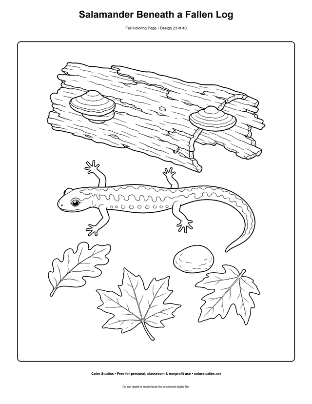 Small woodland salamander emerging beneath a fallen log and autumn leaves coloring page.