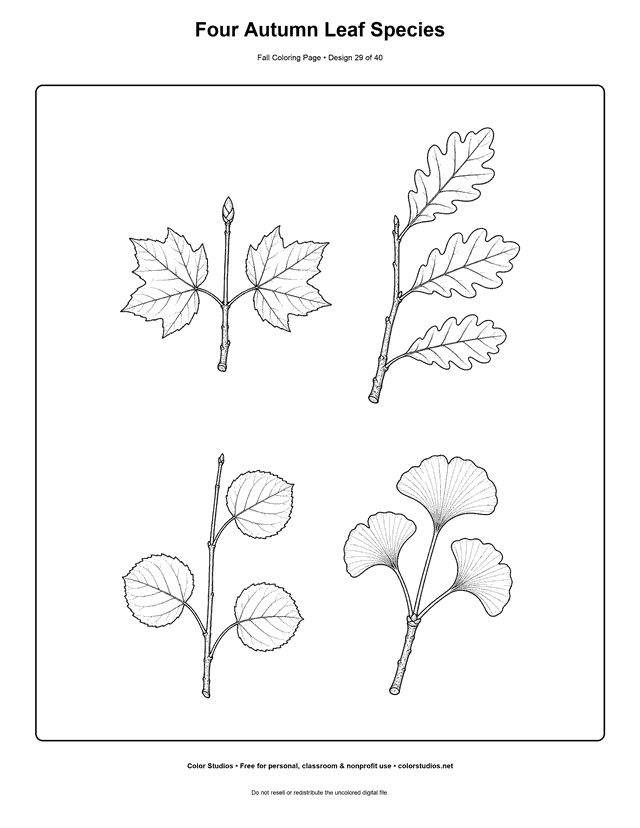 Sugar maple, white oak, quaking aspen, and ginkgo autumn leaf study coloring page.