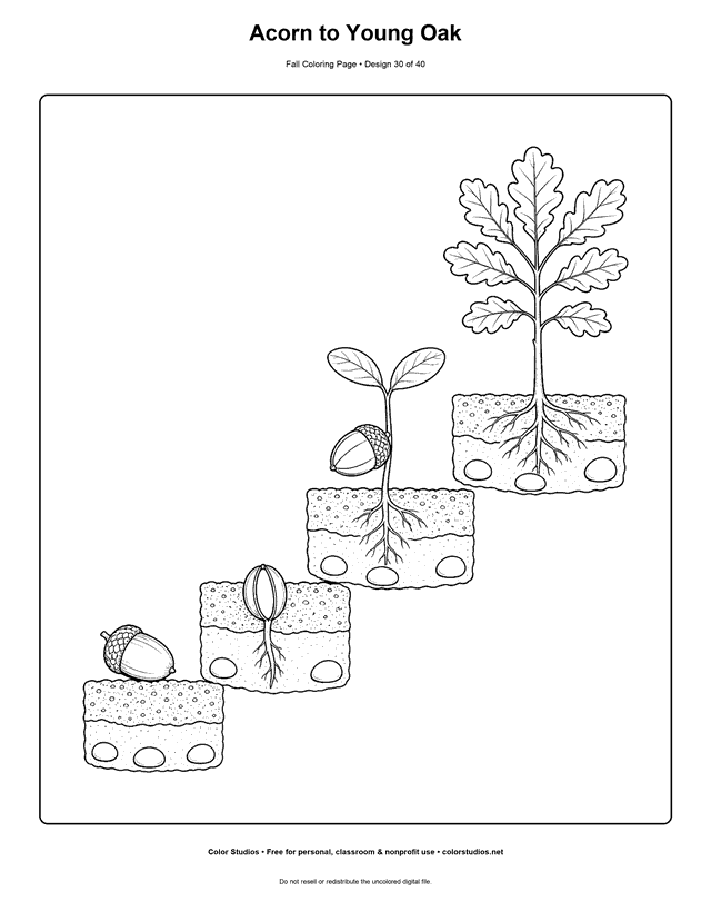 Four stages from an acorn and first root to a young oak sapling coloring page.