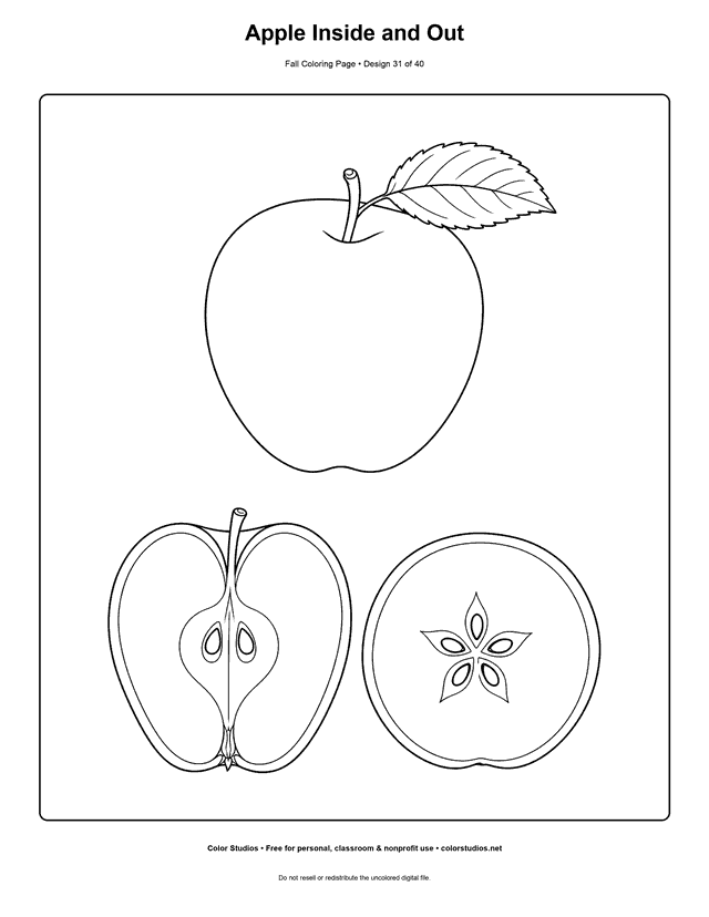 Whole apple with vertical and horizontal cross sections showing its core and seeds coloring page.