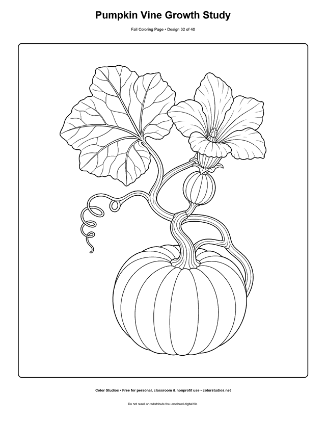 Connected pumpkin vine showing a flower, developing fruit, tendril, leaf, and mature pumpkin coloring page.