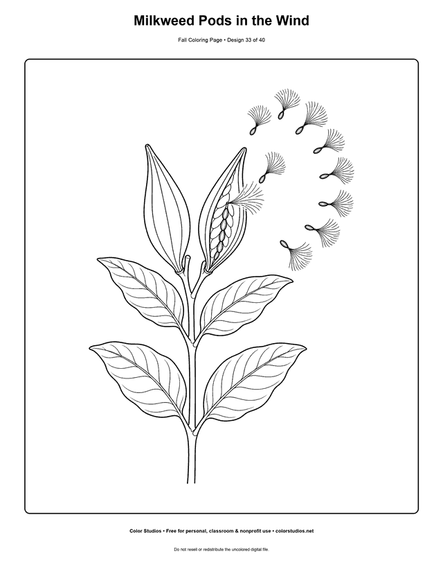 Common milkweed stalk releasing silky seeds from an open autumn pod coloring page.