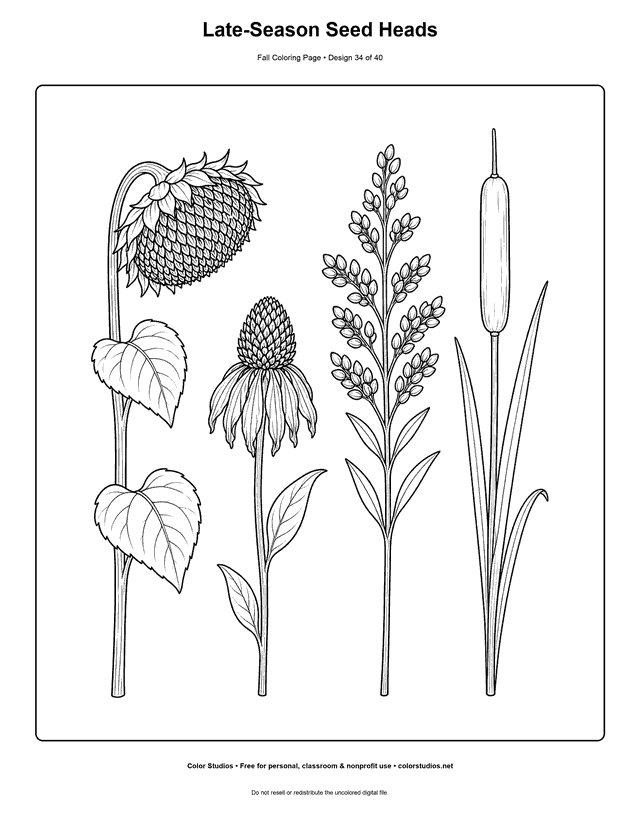 Sunflower, coneflower, goldenrod, and cattail seed heads autumn study coloring page.