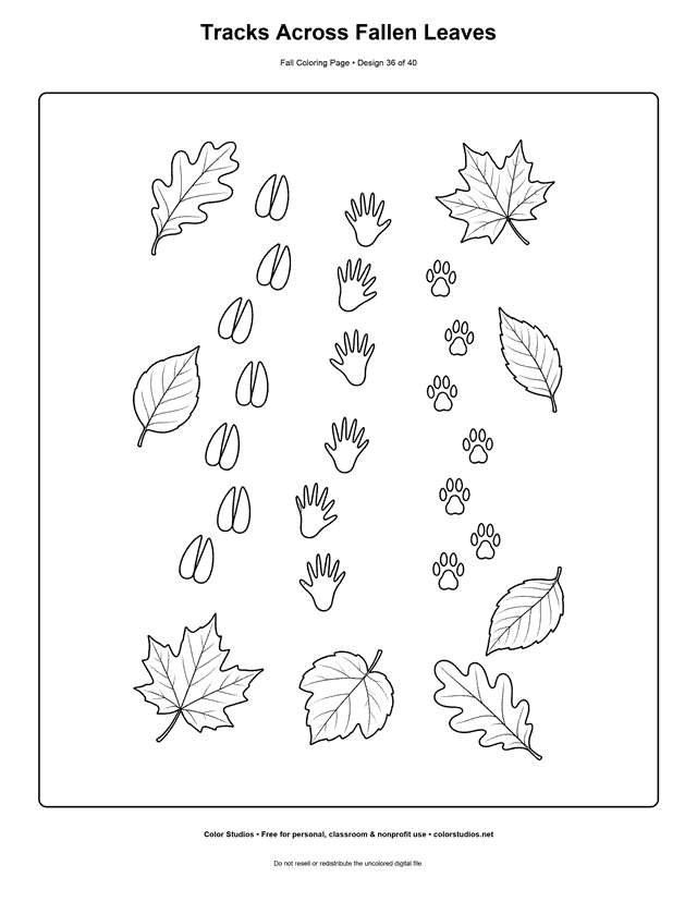 Deer, raccoon, and red fox tracks crossing damp ground and fallen leaves coloring page.