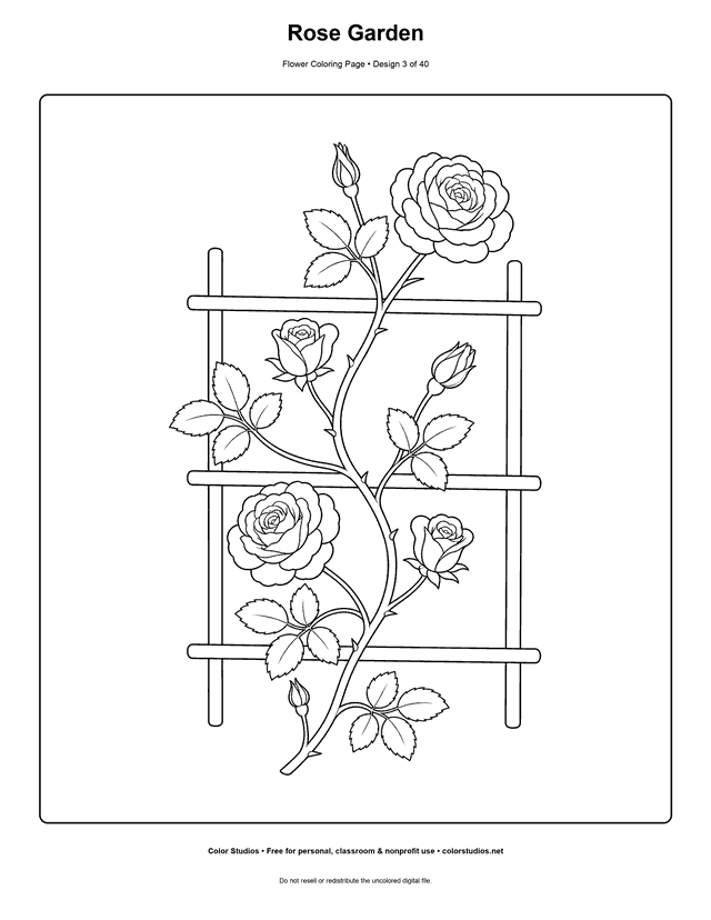 Climbing rose cane with open blooms, buds, leaves, and a simple trellis coloring page.