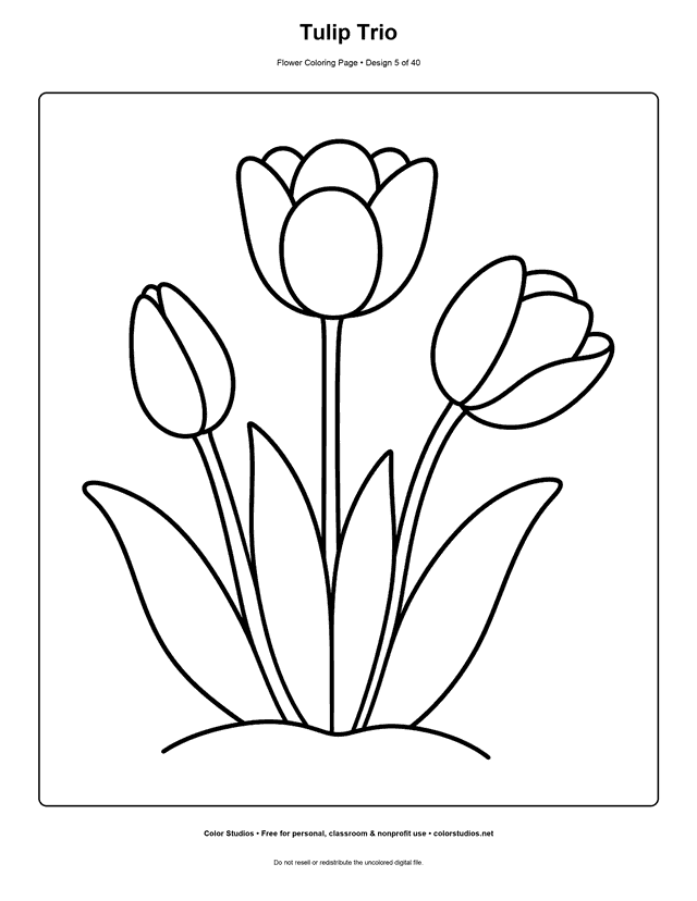 Three simple tulips at different bloom stages easy coloring page.