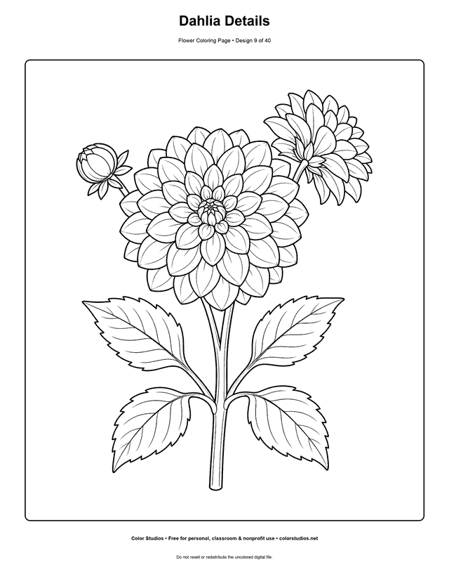 Layered dahlia blooms with a bud, stems, and opposite leaves coloring page.