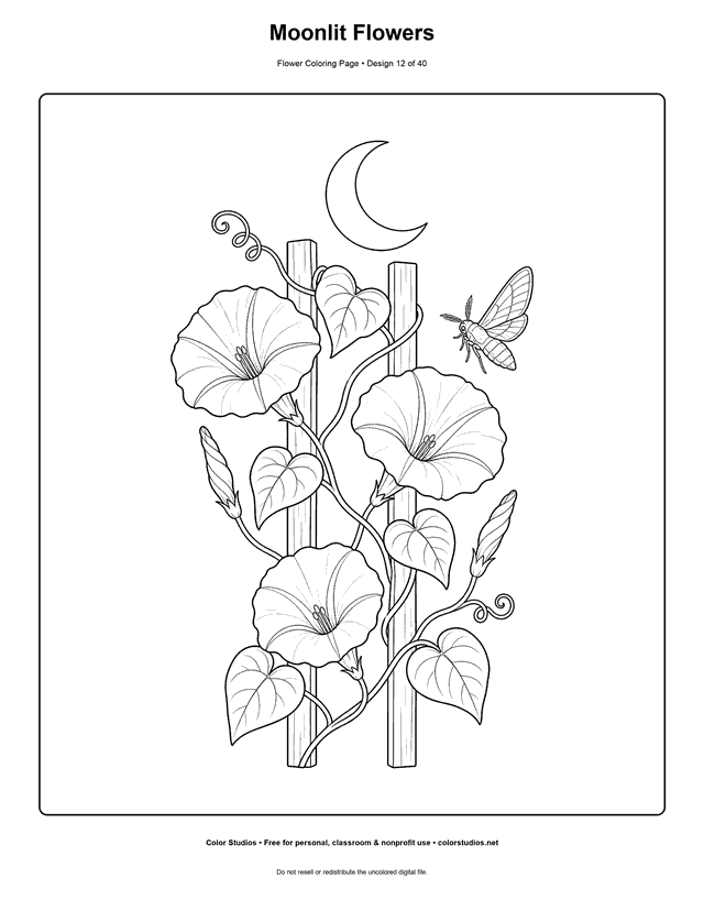 Moonflower-style vine with trumpet blooms, heart-shaped leaves, crescent moon, and moth coloring page.