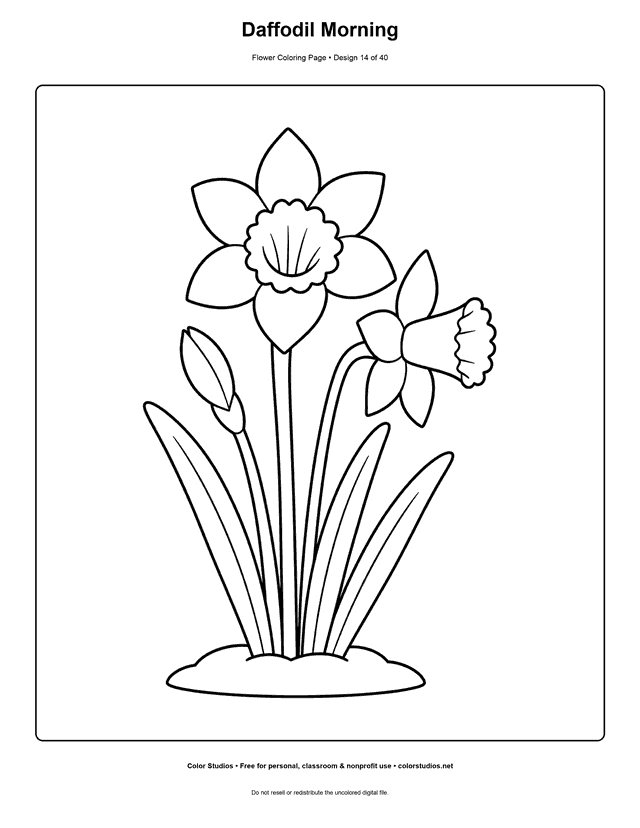 Two easy daffodils, one bud, and long spring leaves growing from a soil patch coloring page.