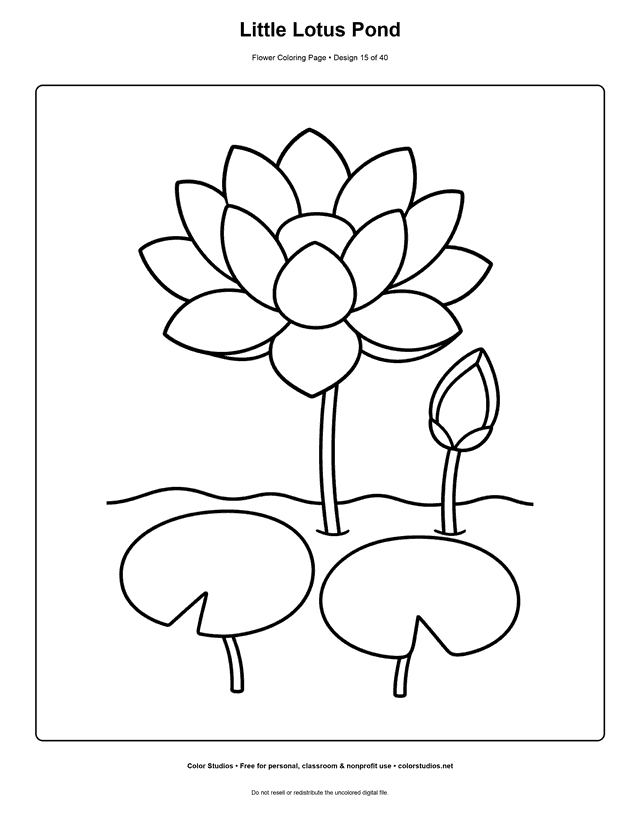 Easy lotus flower and bud above two large lily pads in a simple pond coloring page.