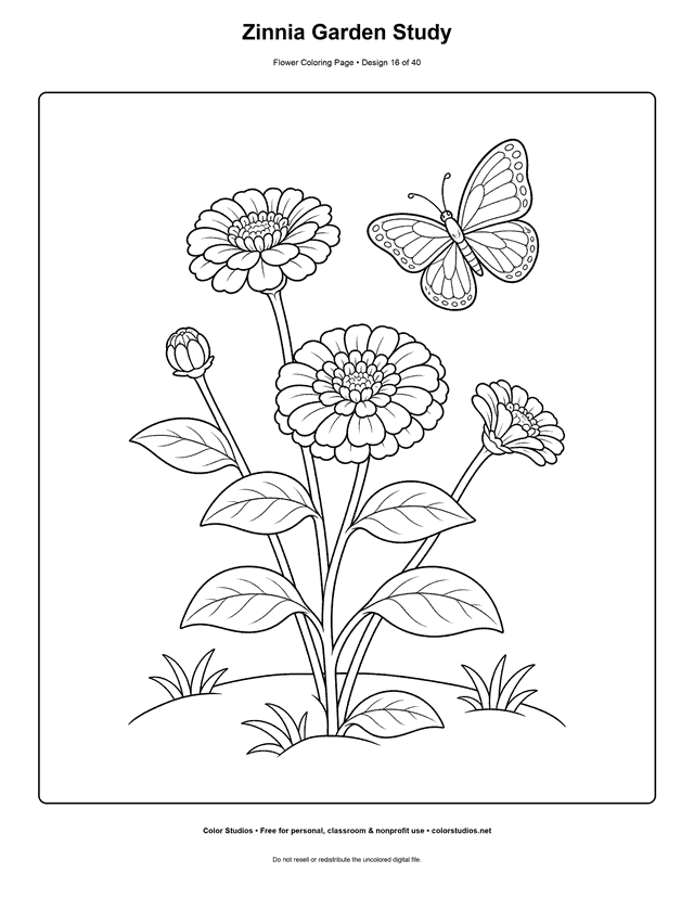 Zinnia plant with three layered blooms, one bud, broad leaves, and a hovering butterfly coloring page.