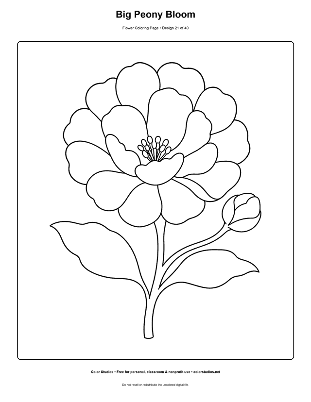 Large peony flower with a bud and leaves coloring page.