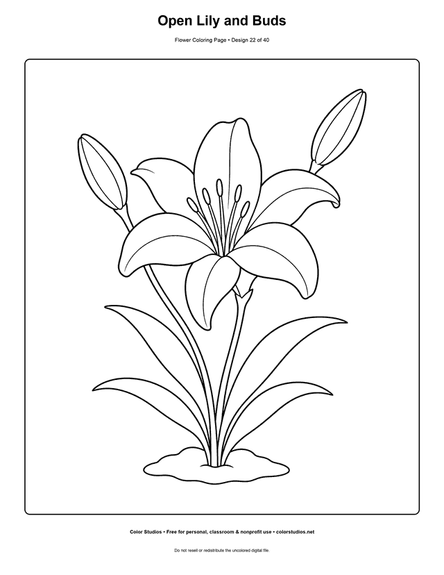 Open lily flower with two buds and long leaves coloring page.