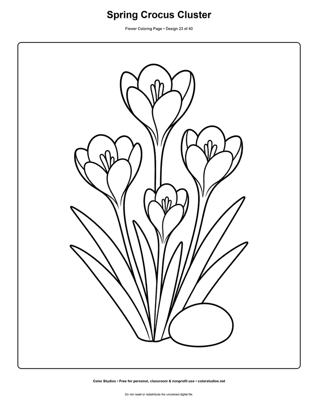 Four crocus flowers growing with broad leaves coloring page.
