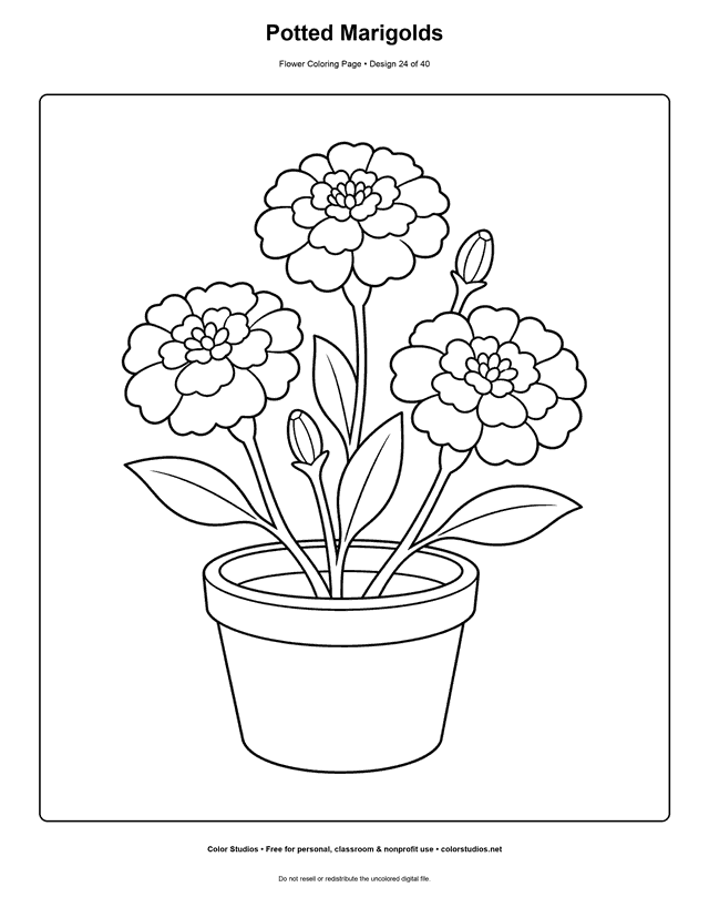 Three marigold flowers growing in a pot coloring page.
