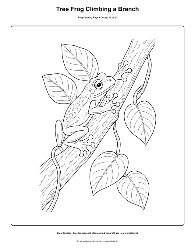 Tree Frog Climbing a Branch free printable frog coloring page.