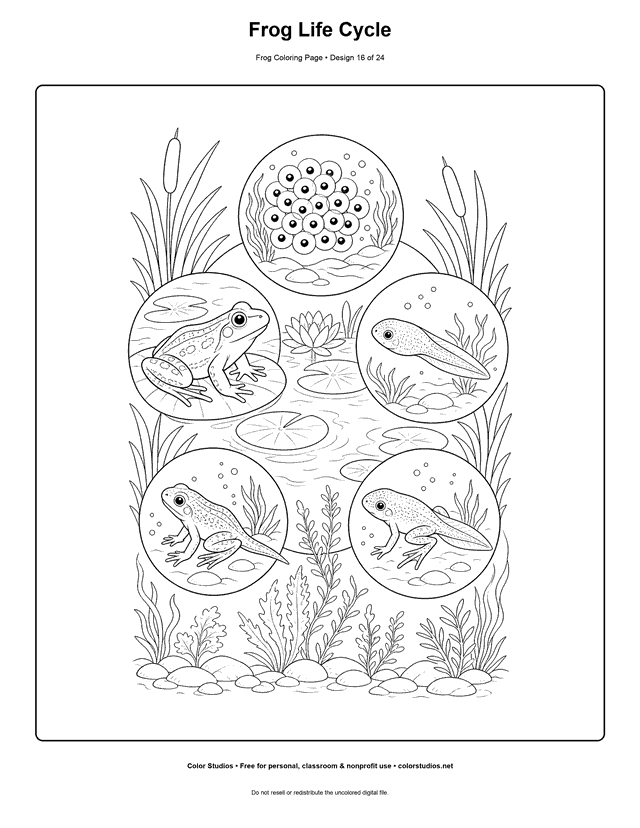 Frog Life Cycle free printable frog coloring page.