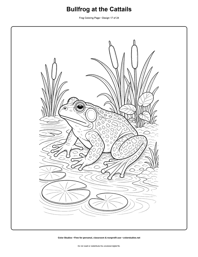 Bullfrog at the Cattails free printable frog coloring page.