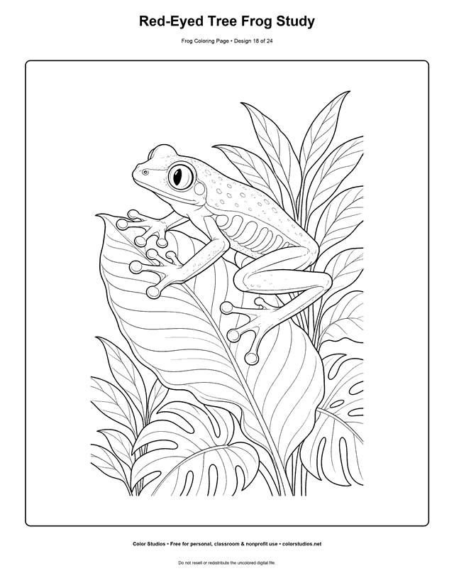 Red-Eyed Tree Frog Study free printable frog coloring page.