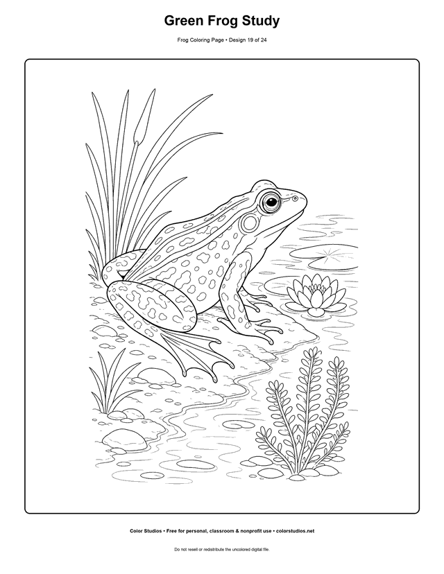Green Frog Study free printable frog coloring page.
