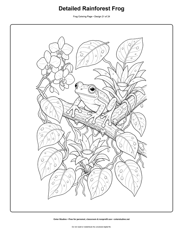 Detailed Rainforest Frog free printable frog coloring page.