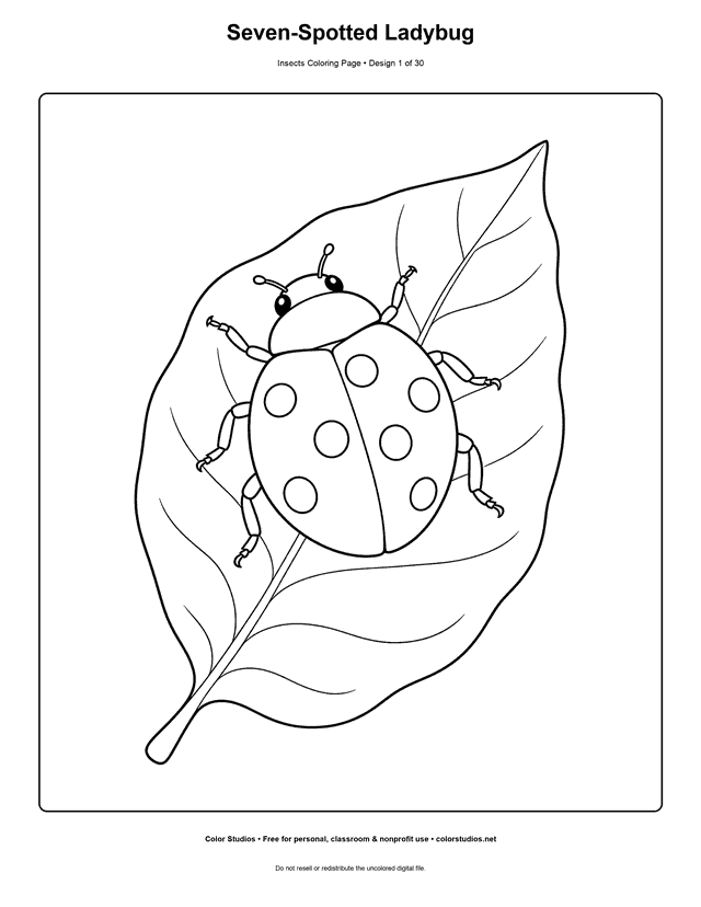 Preview of an original insect coloring page