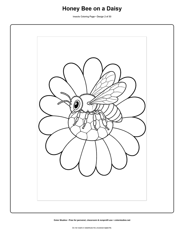 Easy honey bee resting on a large daisy coloring page.