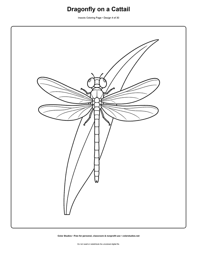 Easy dragonfly with four wings perched on a cattail leaf coloring page.