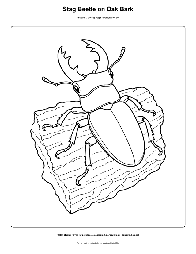 Easy stag beetle with branched mandibles on oak bark coloring page.
