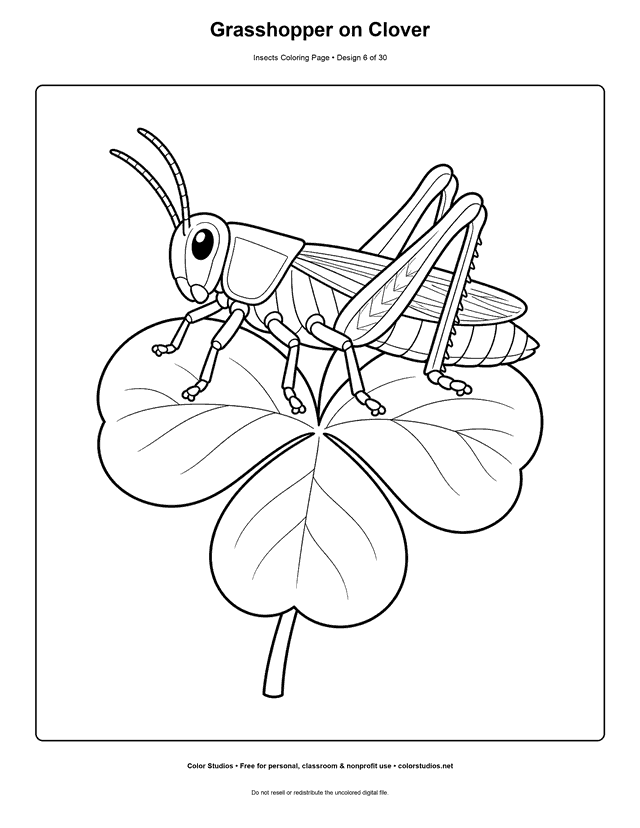 Easy grasshopper with large folded hind legs on a clover leaf coloring page.
