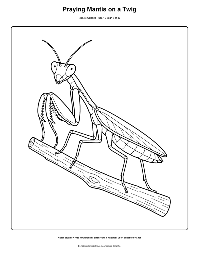 Easy praying mantis with folded grasping forelegs on a twig coloring page.