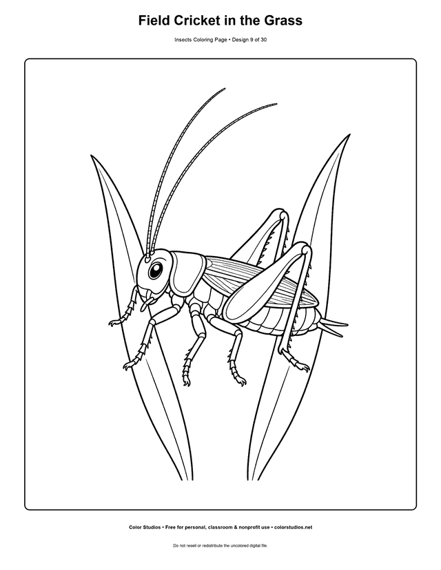 Easy field cricket with long antennae between two grass blades coloring page.