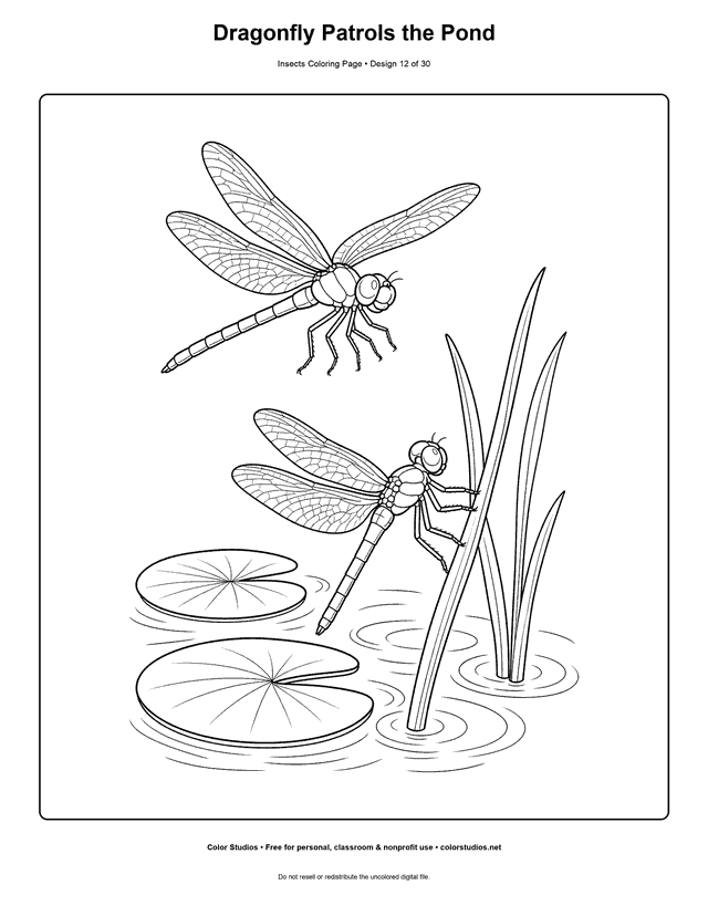 Two four-winged dragonflies flying and resting beside a pond coloring page.