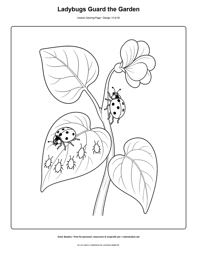 Two ladybugs exploring a bean plant near five small aphids coloring page.