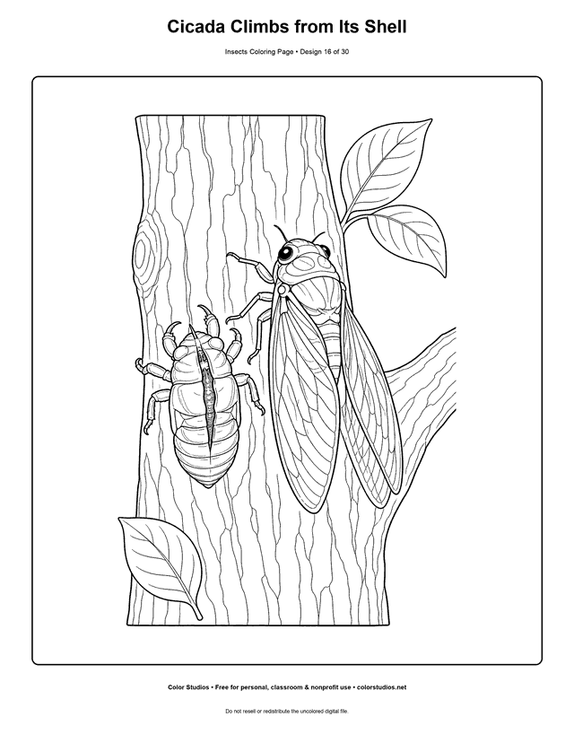 Adult cicada beside its empty nymph shell on a tree trunk coloring page.