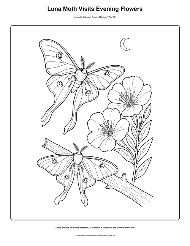 Two luna moths visiting evening primrose flowers under a crescent moon coloring page.