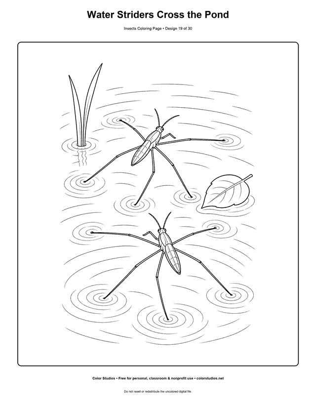 Two six-legged water striders skating across a calm pond coloring page.