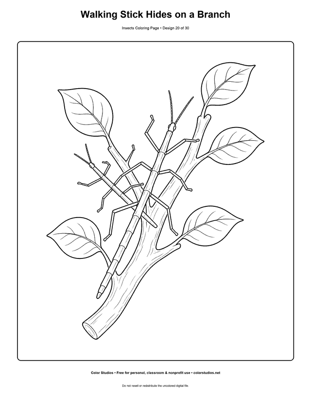 Two walking stick insects camouflaged on a leafy forked branch coloring page.