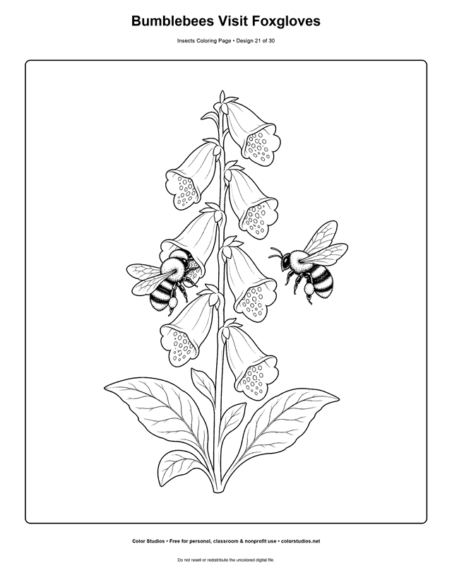 Two bumblebees collecting pollen from six foxglove flowers coloring page.
